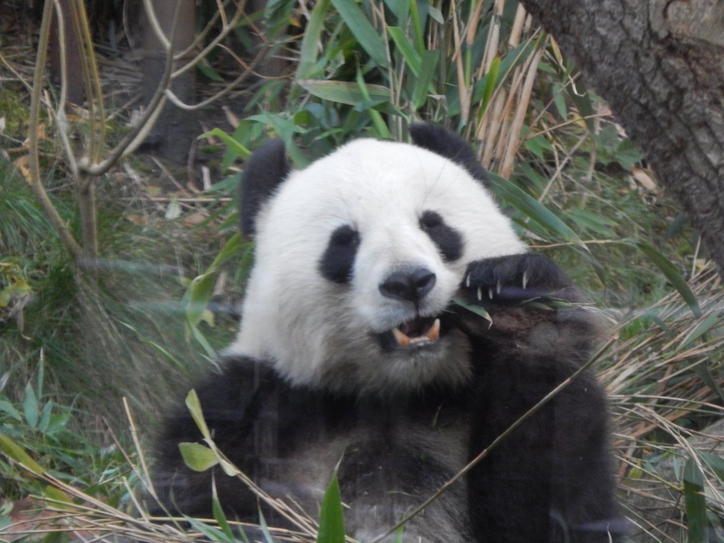 Giant panda 261124