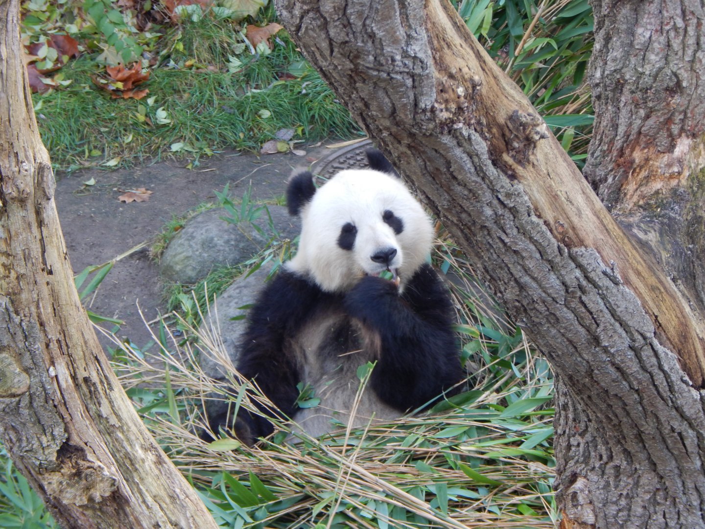 Giant panda  261124