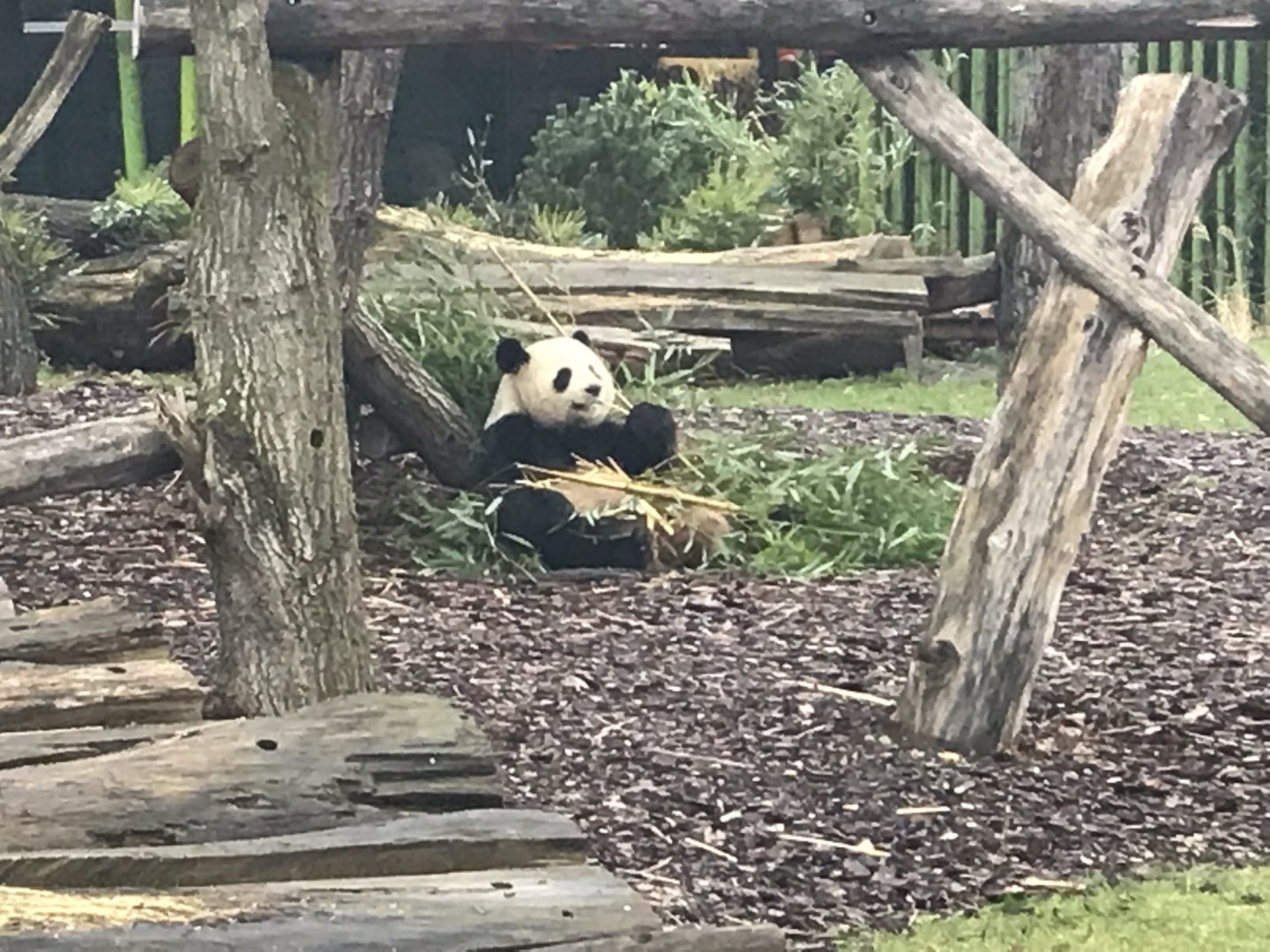 Giant panda 290118
