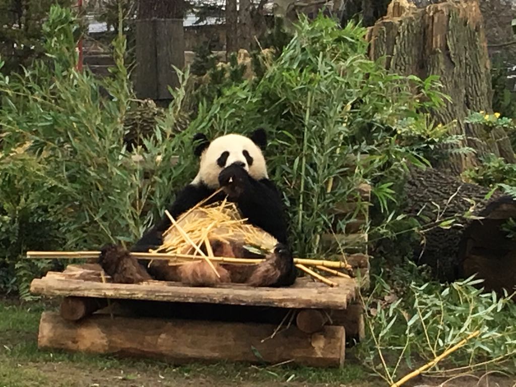 Giant panda 290118