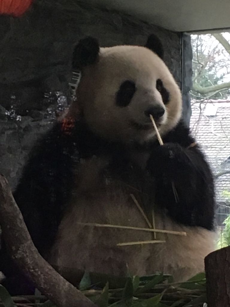 Giant panda 290118