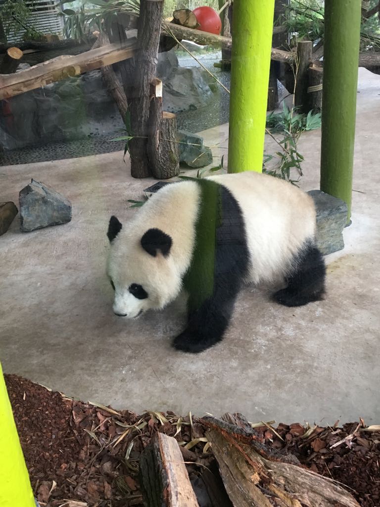 Giant panda 290118