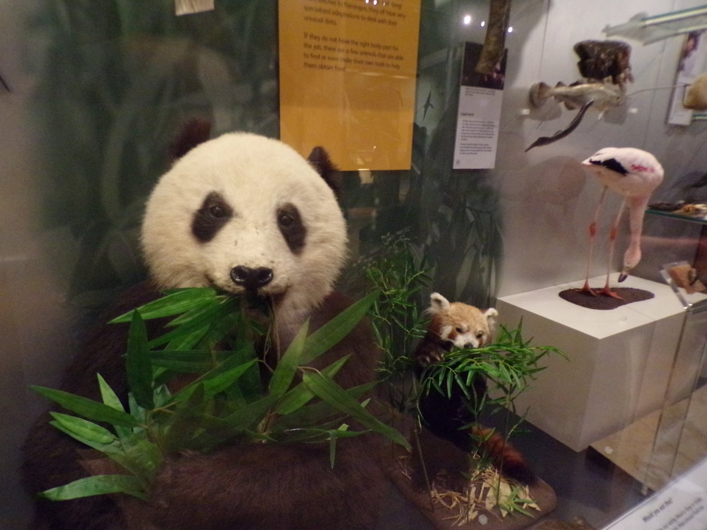Giant panda 30.12.22