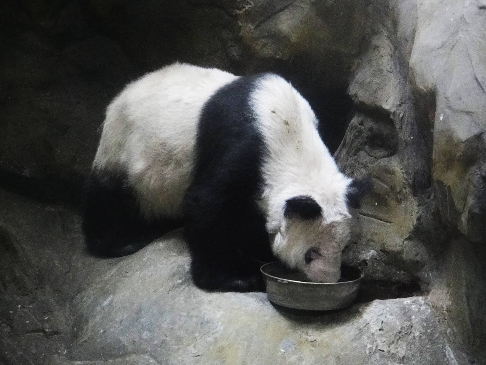Giant panda #320 LE LE