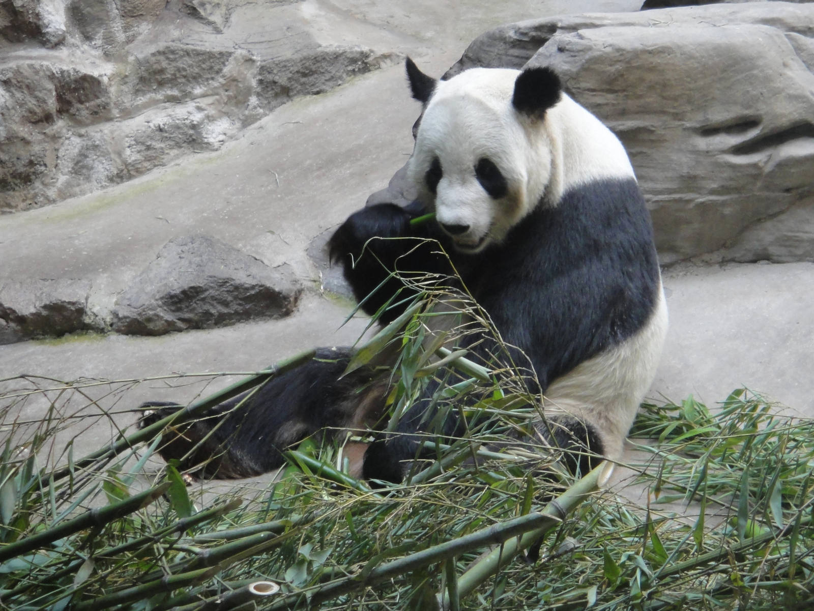 Giant panda #496 GU GU