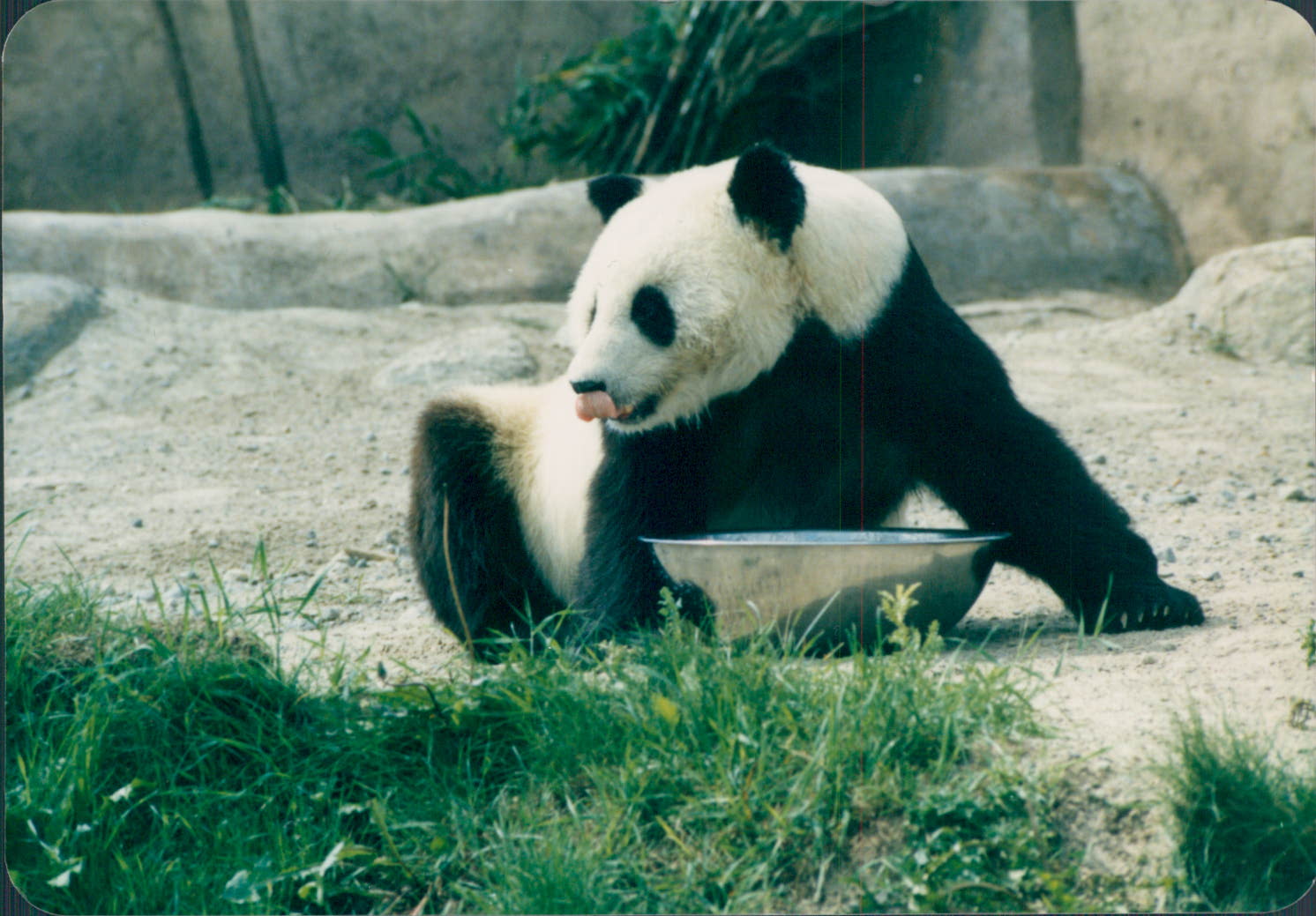 Giant Panda '85