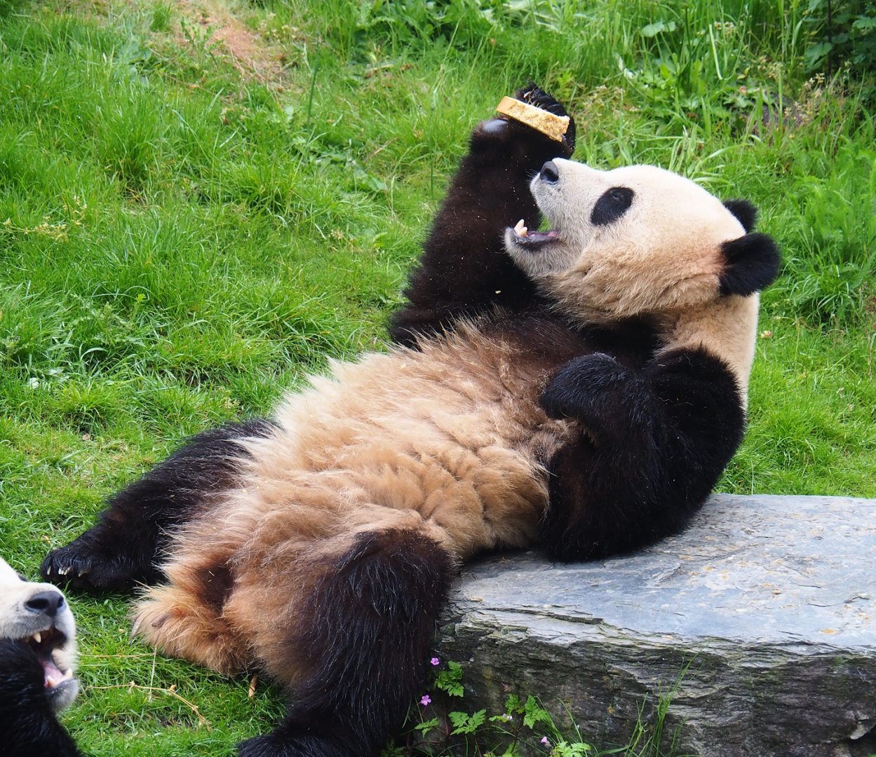 Giant panda (Ailuropoda melanoleuca), 2023-05-15