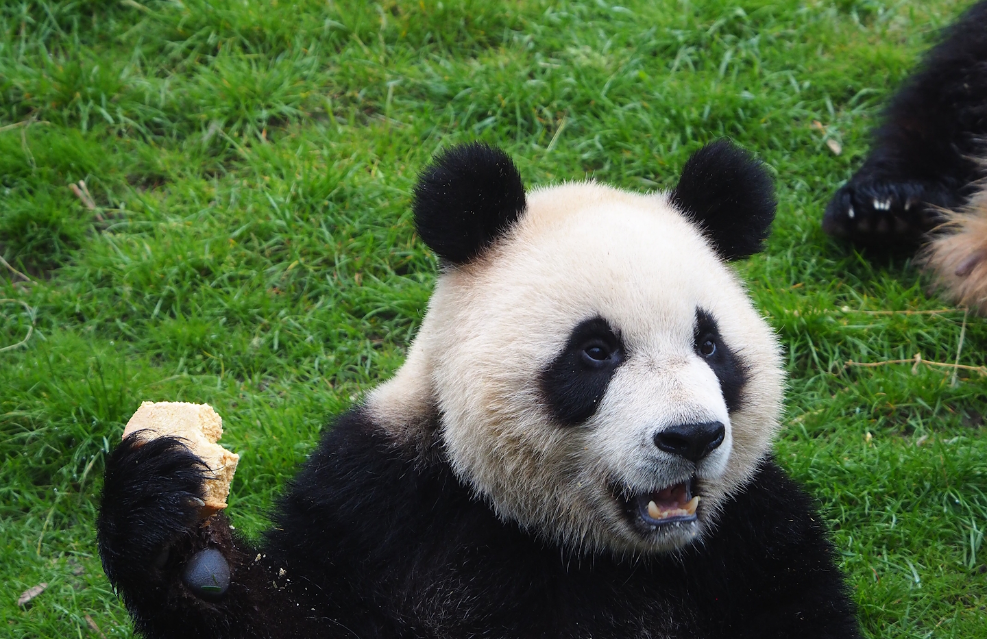 Giant panda (Ailuropoda melanoleuca), 2023-05-15