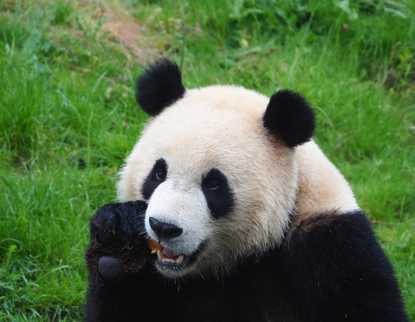 Giant panda (Ailuropoda melanoleuca), 2023-05-15