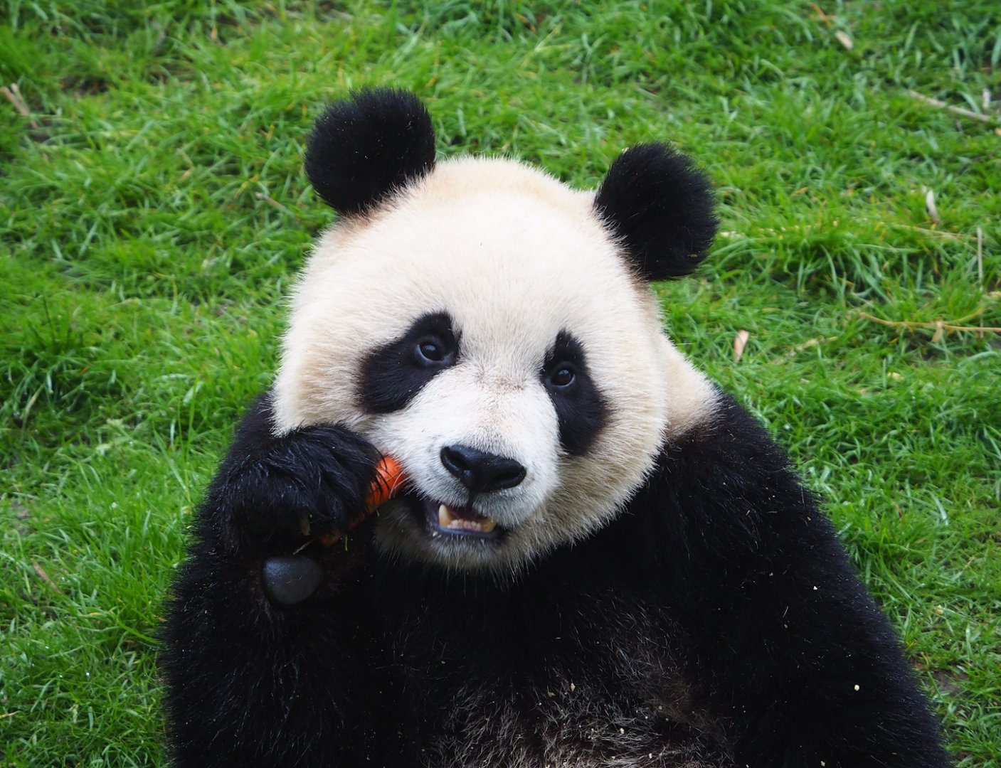 Giant panda (Ailuropoda melanoleuca), 2023-05-15