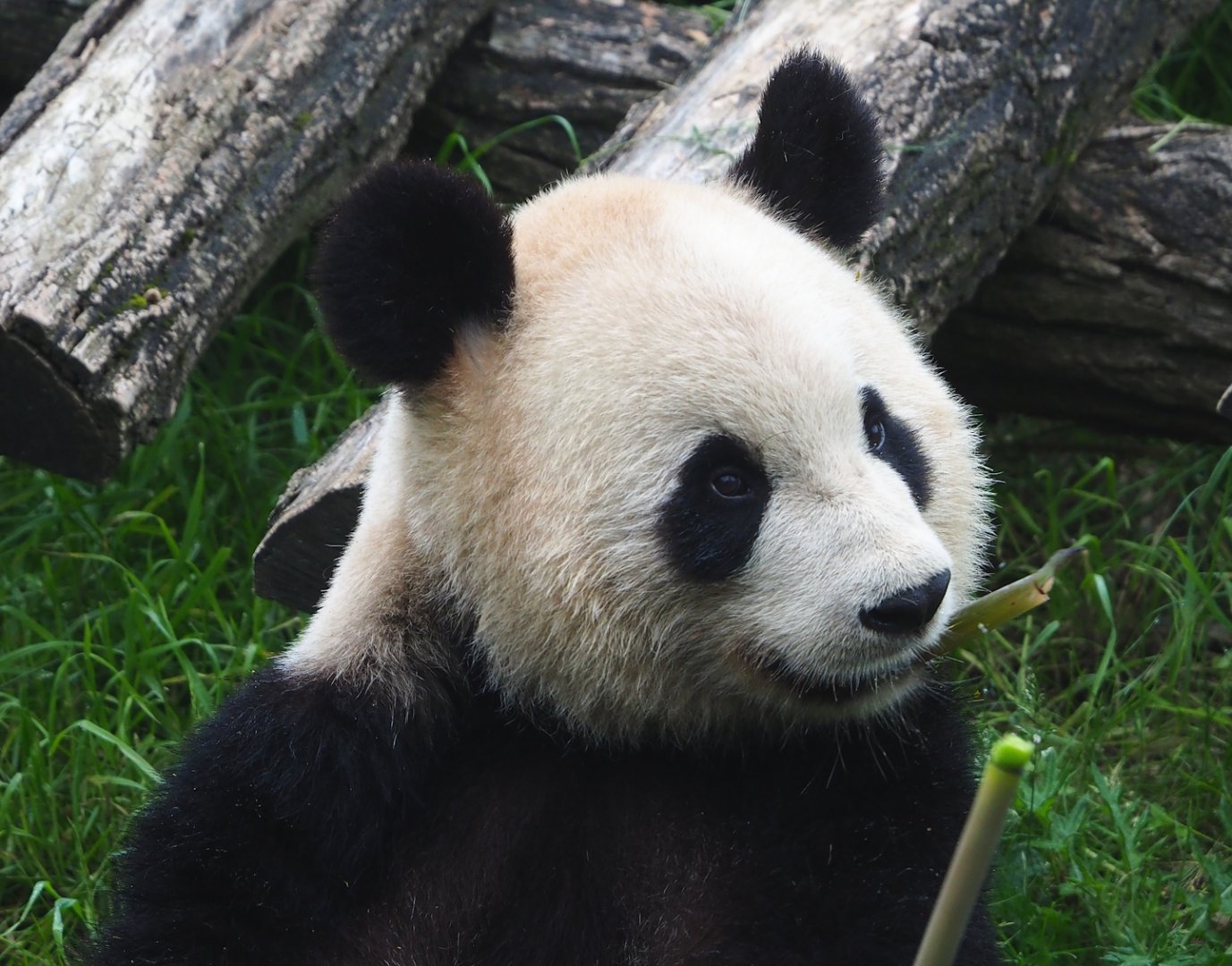 Giant panda (Ailuropoda melanoleuca), 2023-05-15