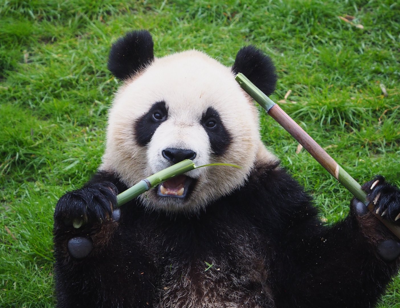 Giant panda (Ailuropoda melanoleuca), 2023-05-15