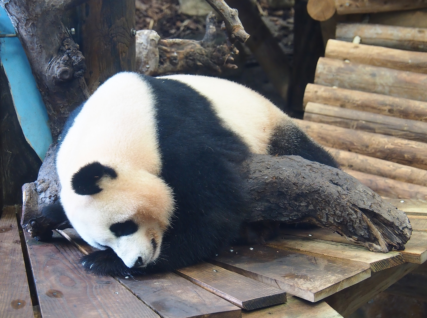 Giant panda (Ailuropoda melanoleuca), 2023-08-17