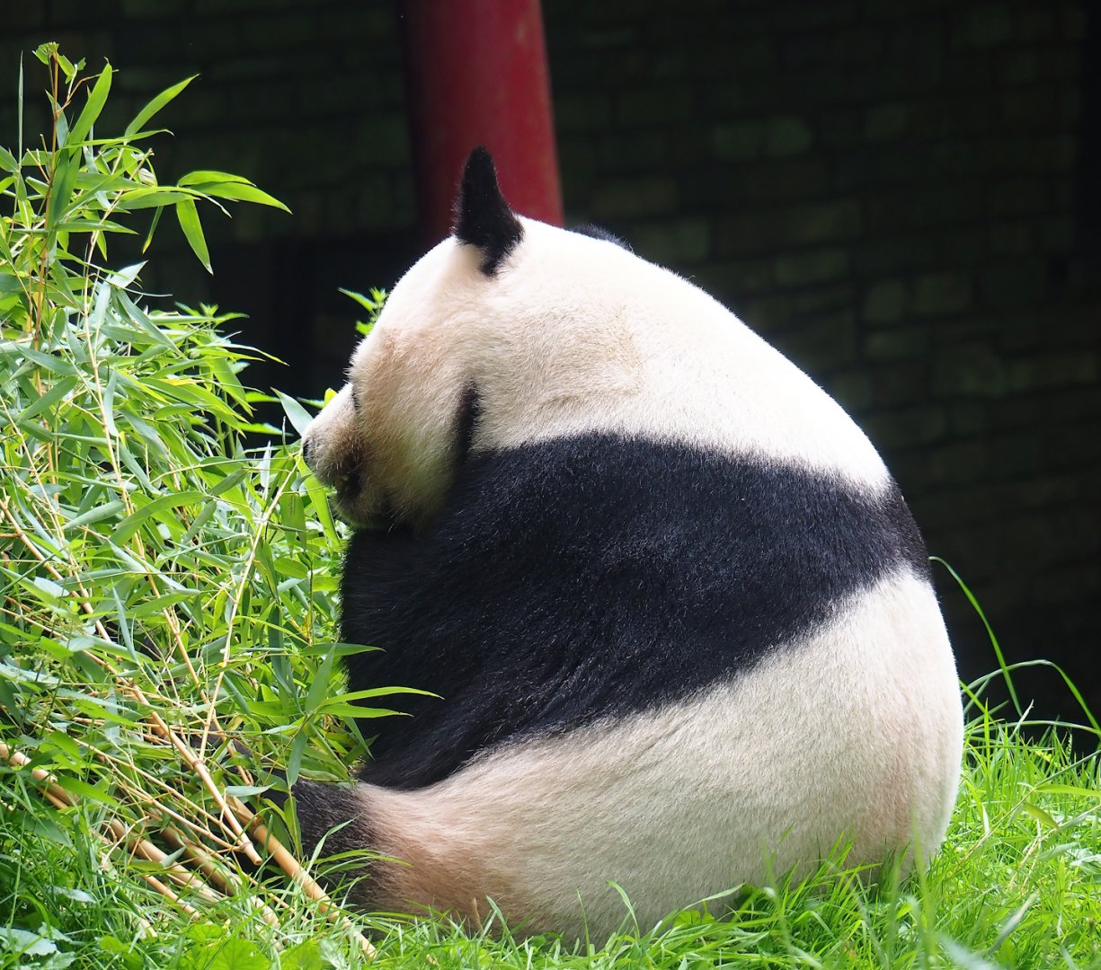 Giant panda (Ailuropoda melanoleuca), 2023-08-17