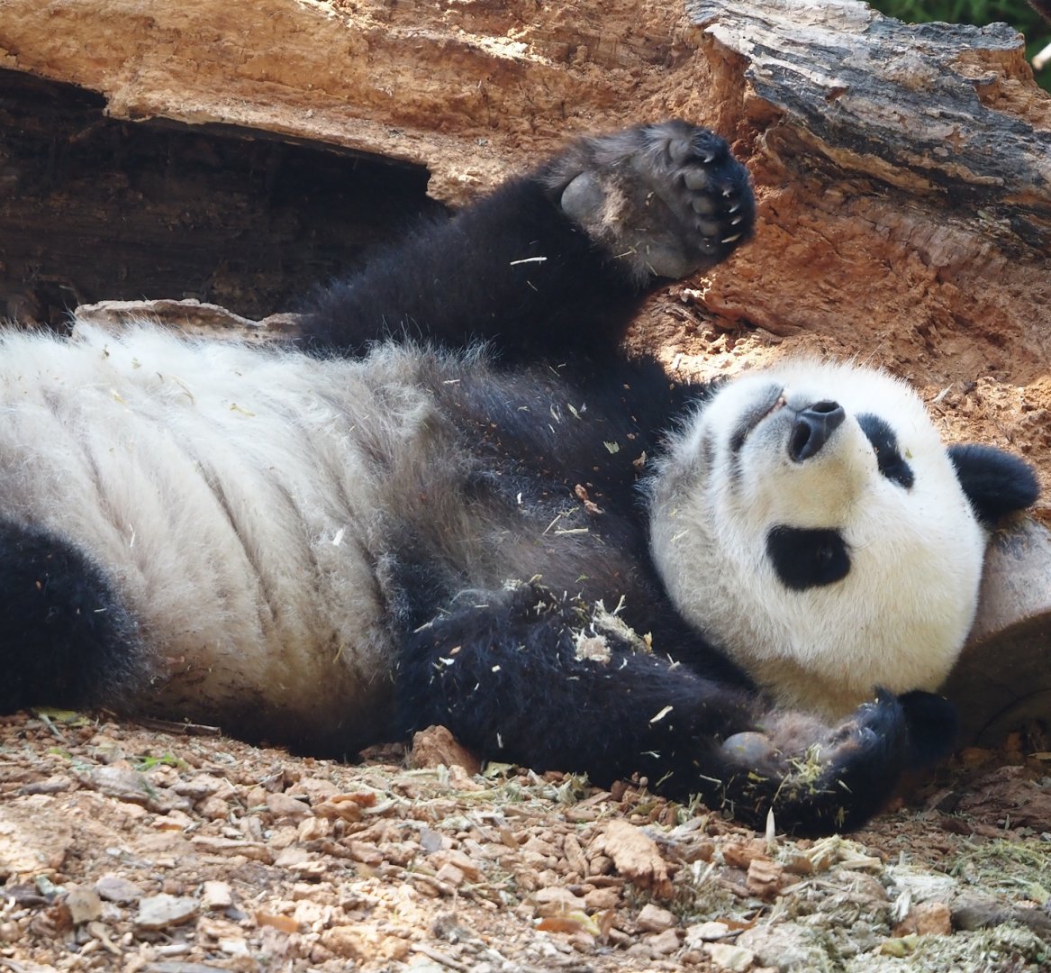Giant panda (Ailuropoda melanoleuca), 2024-09-17
