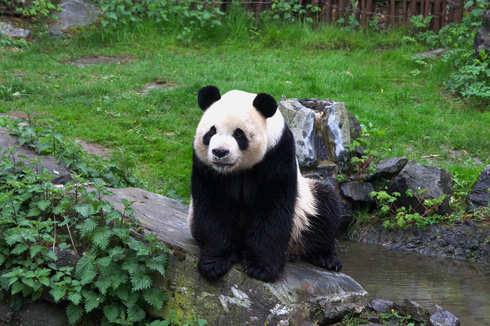 Giant Panda (Ailuropoda melanoleuca), 24-04-25