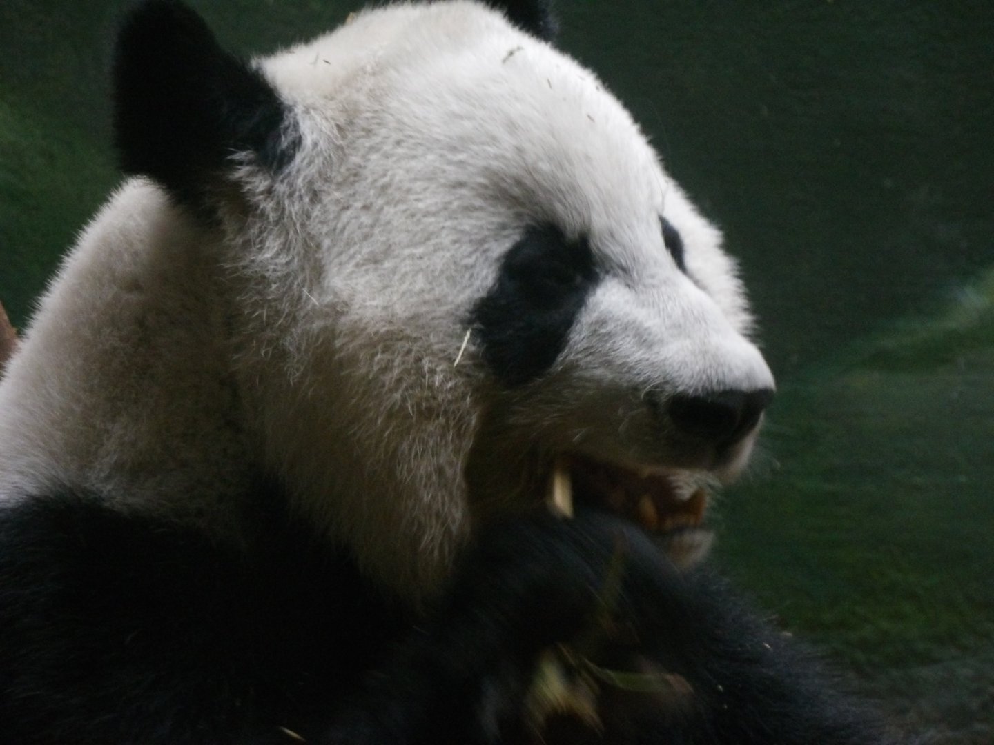 Giant Panda(Ailuropoda melanoleuca) - december 2023