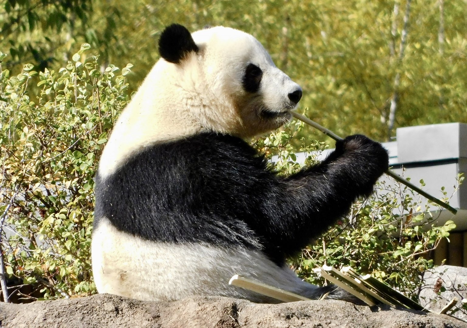 Giant Panda (Ailuropoda melanoleuca) Eating Bamboo November 29, 2025