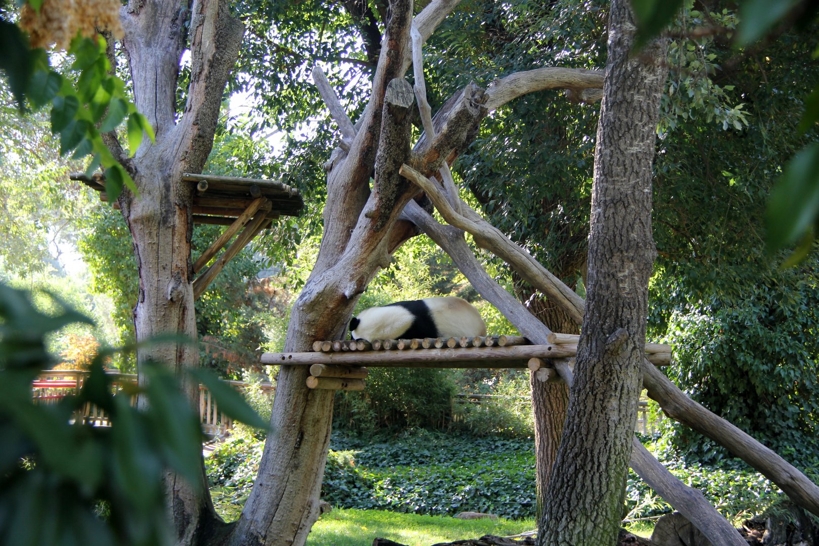 giant panda (Ailuropoda melanoleuca) exhibit