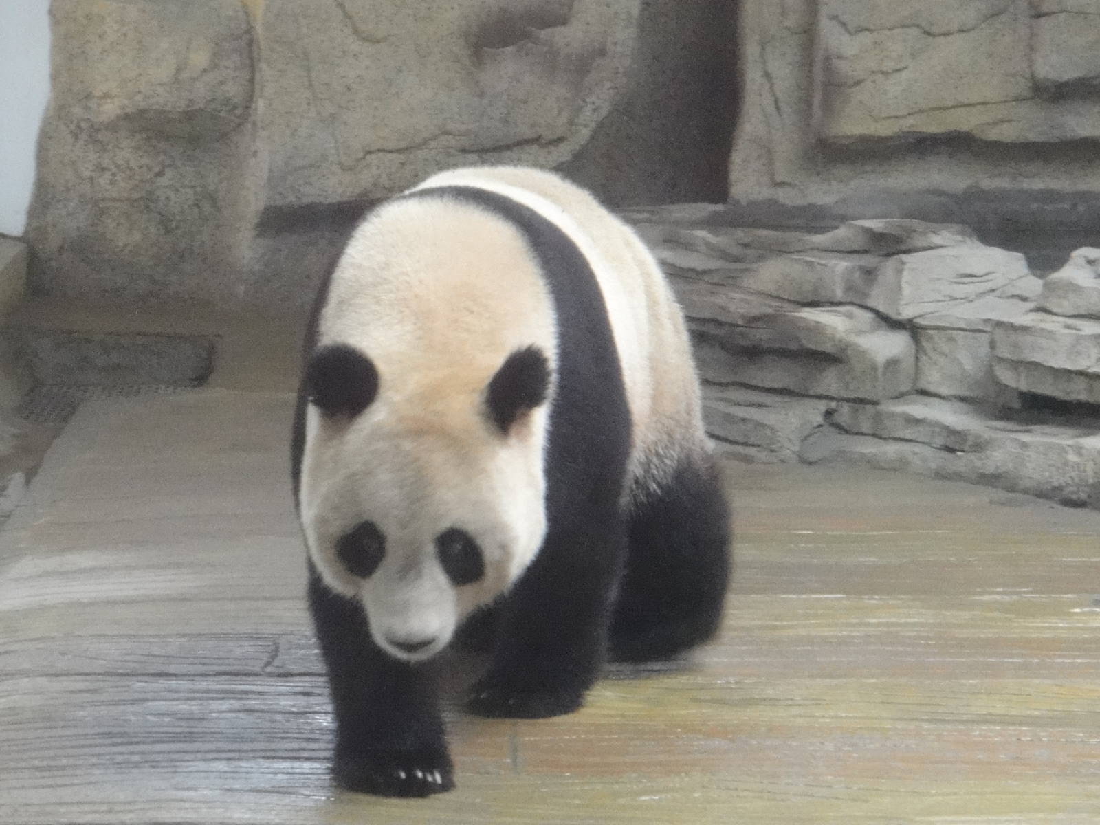 Giant panda (Ailuropoda melanoleuca) female Chuan Yun