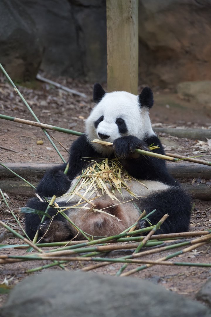 Giant Panda/ Ailuropoda melanoleuca Lunlun