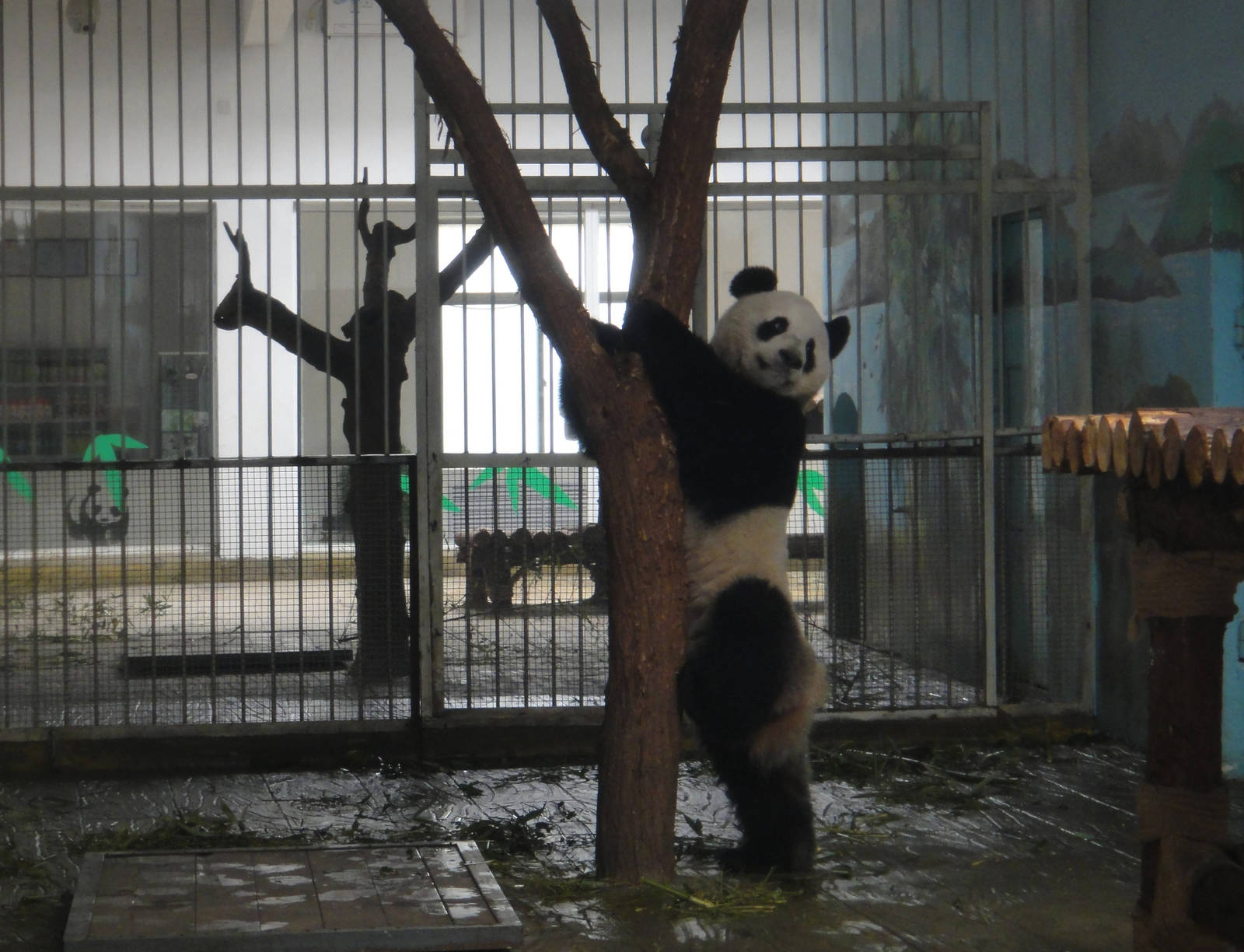 Giant panda (Ailuropoda melanoleuca) male Fu Hu (born in Austria)