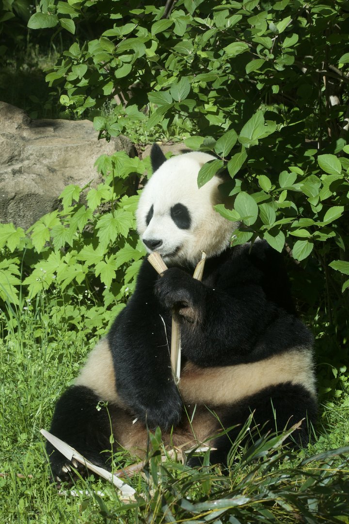 Giant Panda/ Ailuropoda melanoleuca, Mei Xiang
