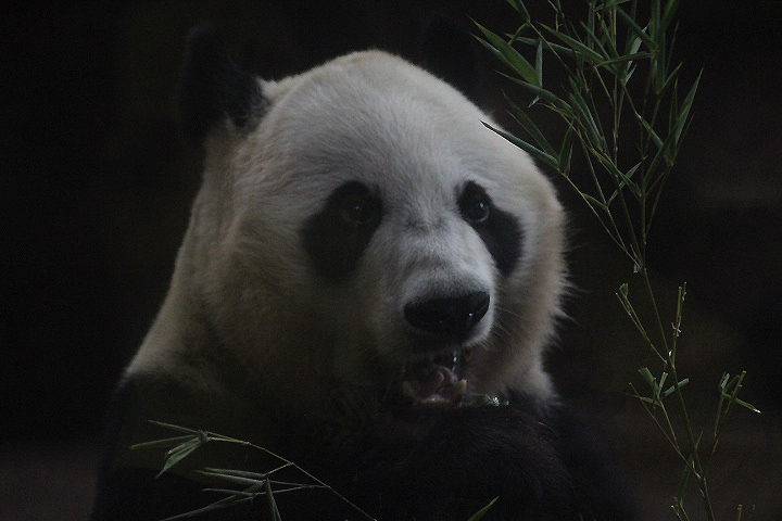 Giant panda (Ailuropoda melanoleuca melanoleuca)