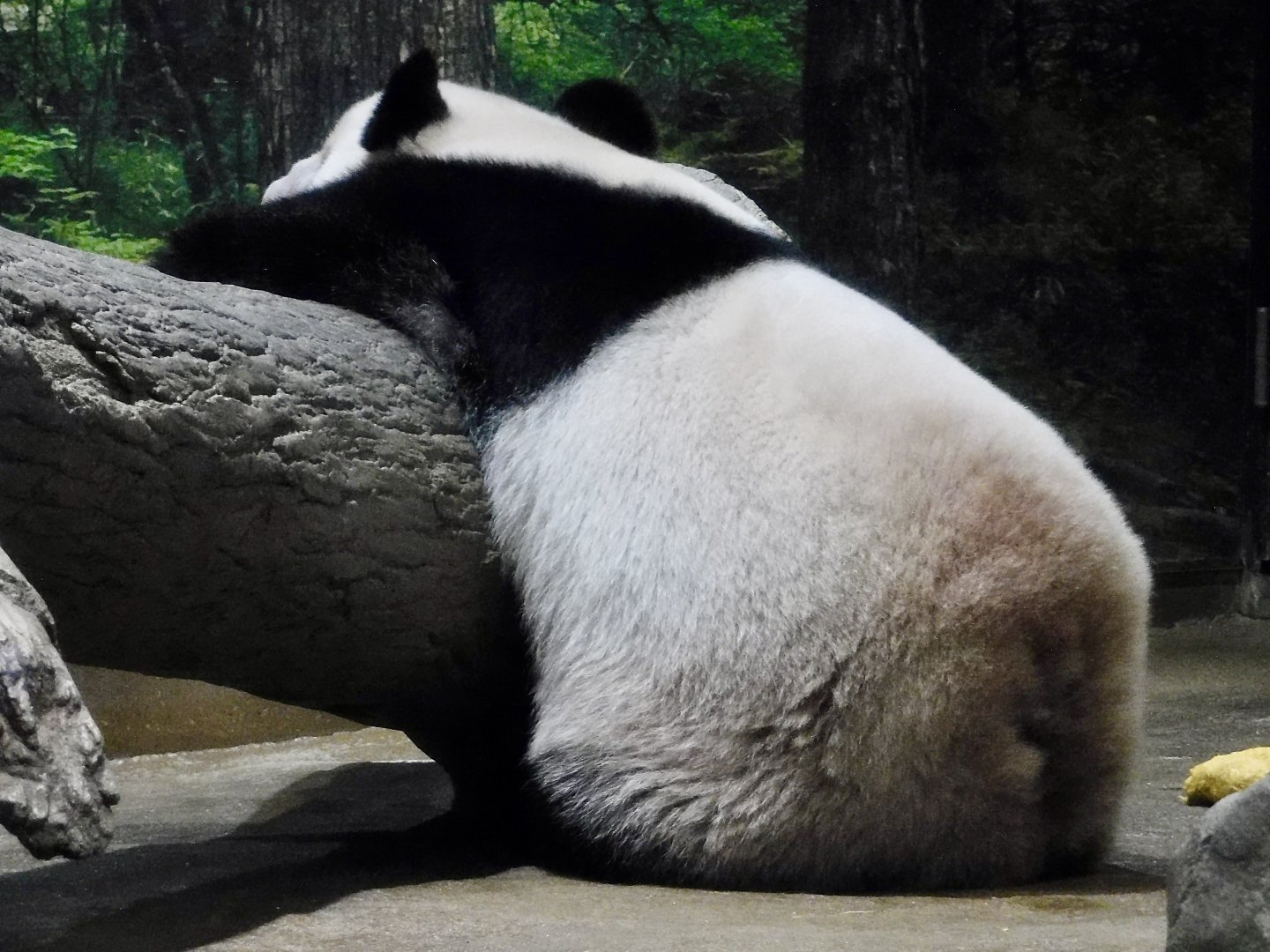 Giant Panda (Ailuropoda melanoleuca) October 18, 2025