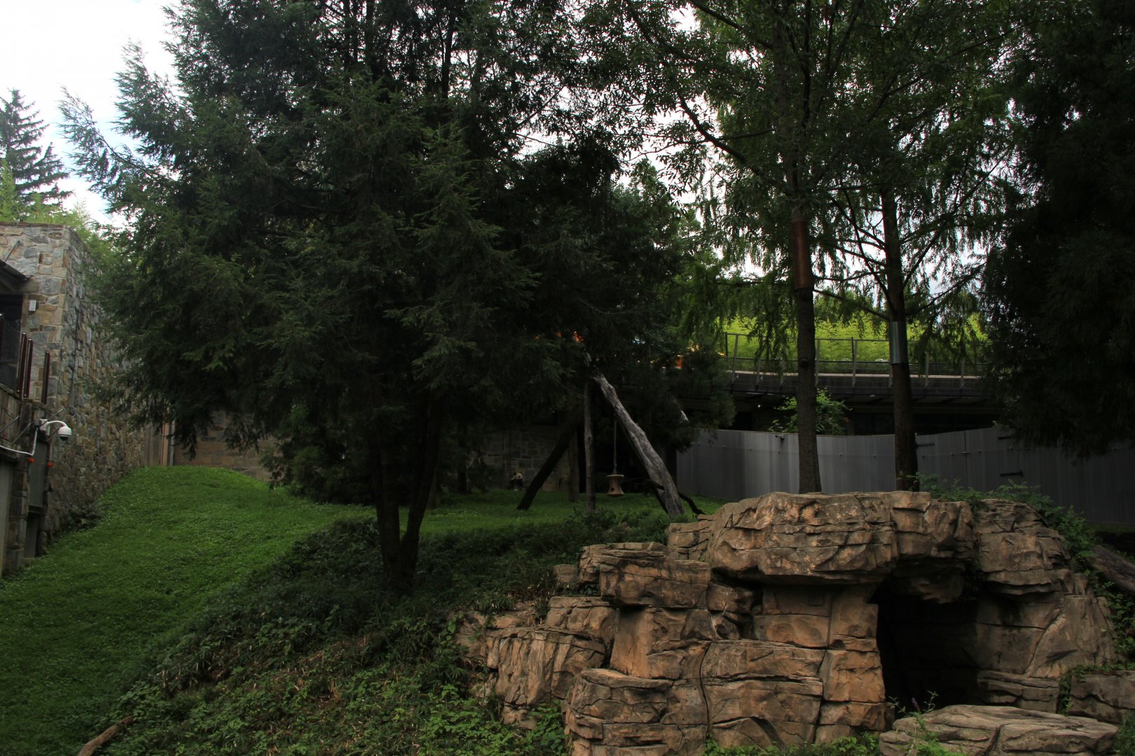giant panda (Ailuropoda melanoleuca) outdoor exhibit