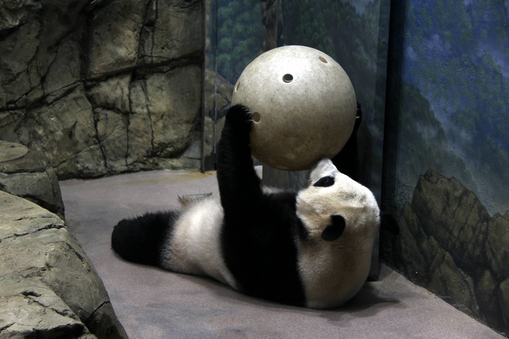 giant panda (Ailuropoda melanoleuca) stability ball workout