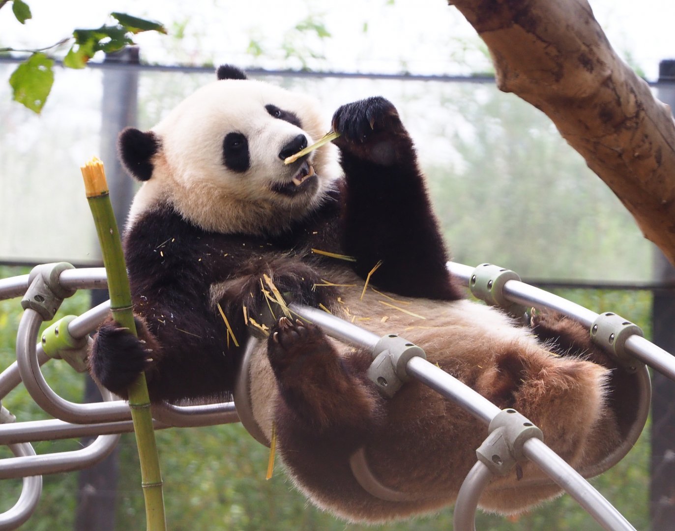 Giant panda (Ailuropoda melanoleuca) Tian Bao, 2019-10-05