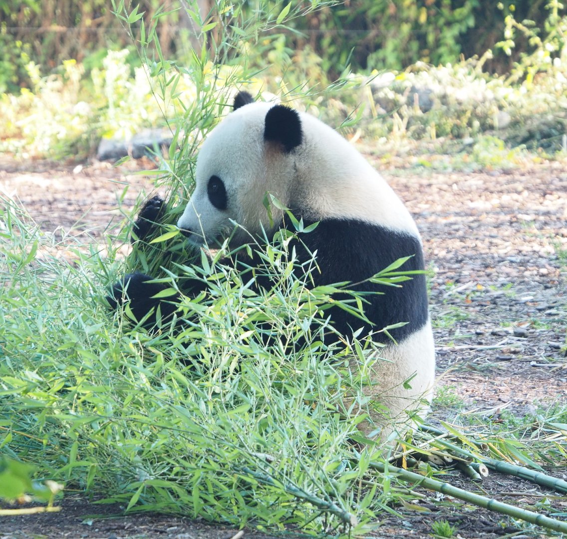 Giant panda (Ailuropoda melanoleuca) Tian Bao, 2021-09-03