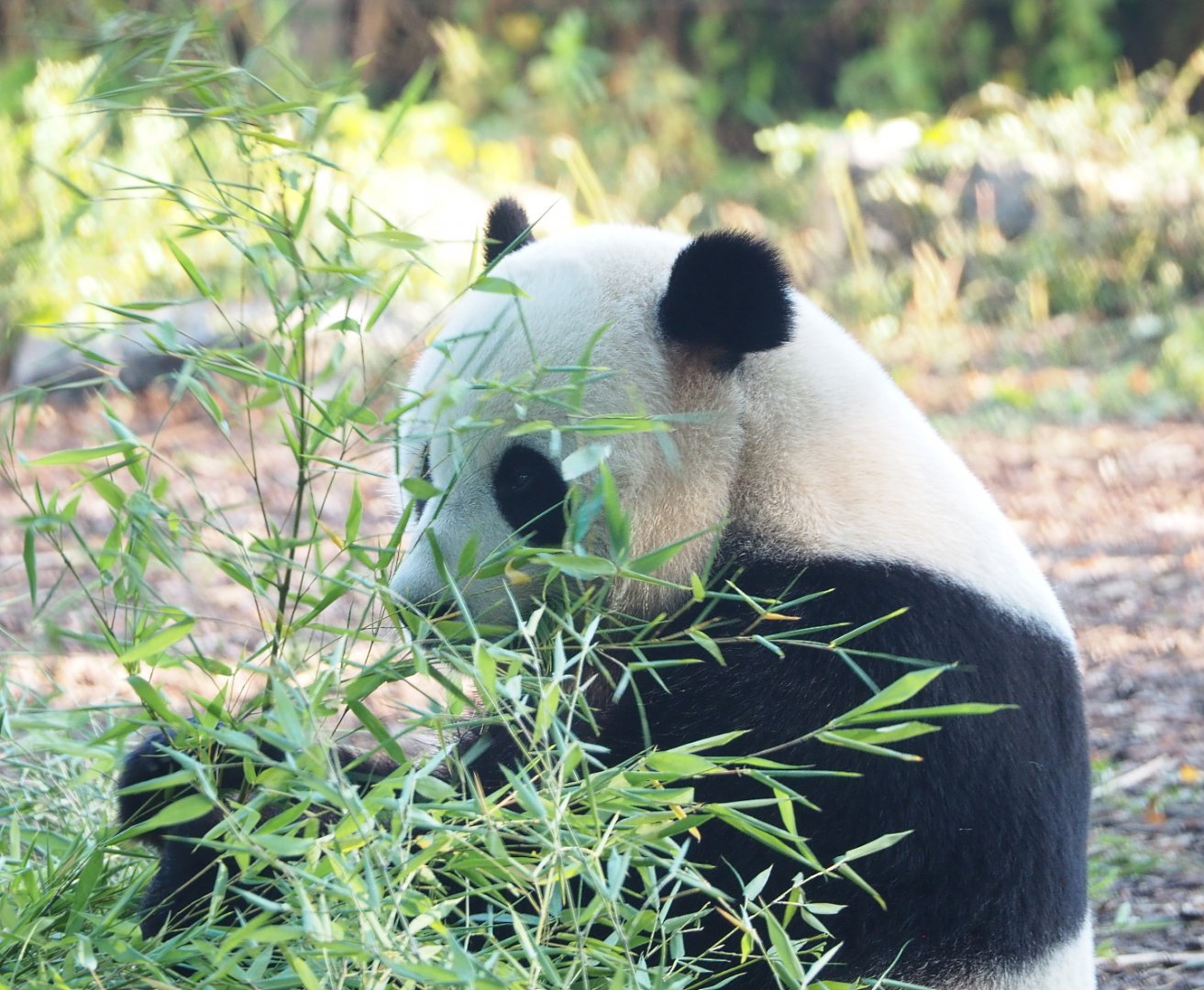 Giant panda (Ailuropoda melanoleuca) Tian Bao, 2021-09-03
