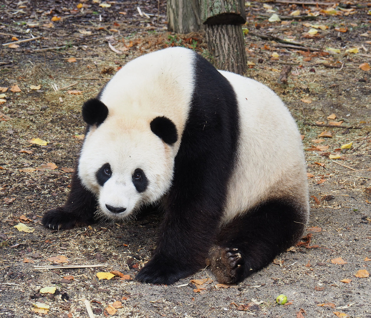 Giant panda (Ailuropoda melanoleuca) Tian Bao, 2022-09-15