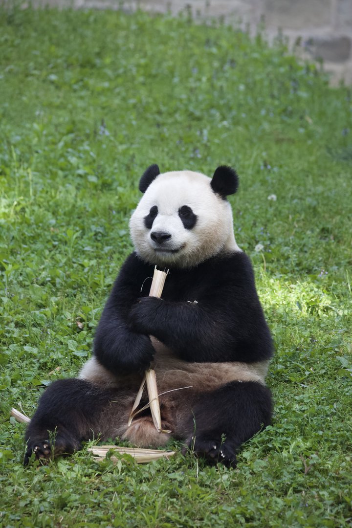 Giant Panda/ Ailuropoda melanoleuca, Xiao Qi Ji