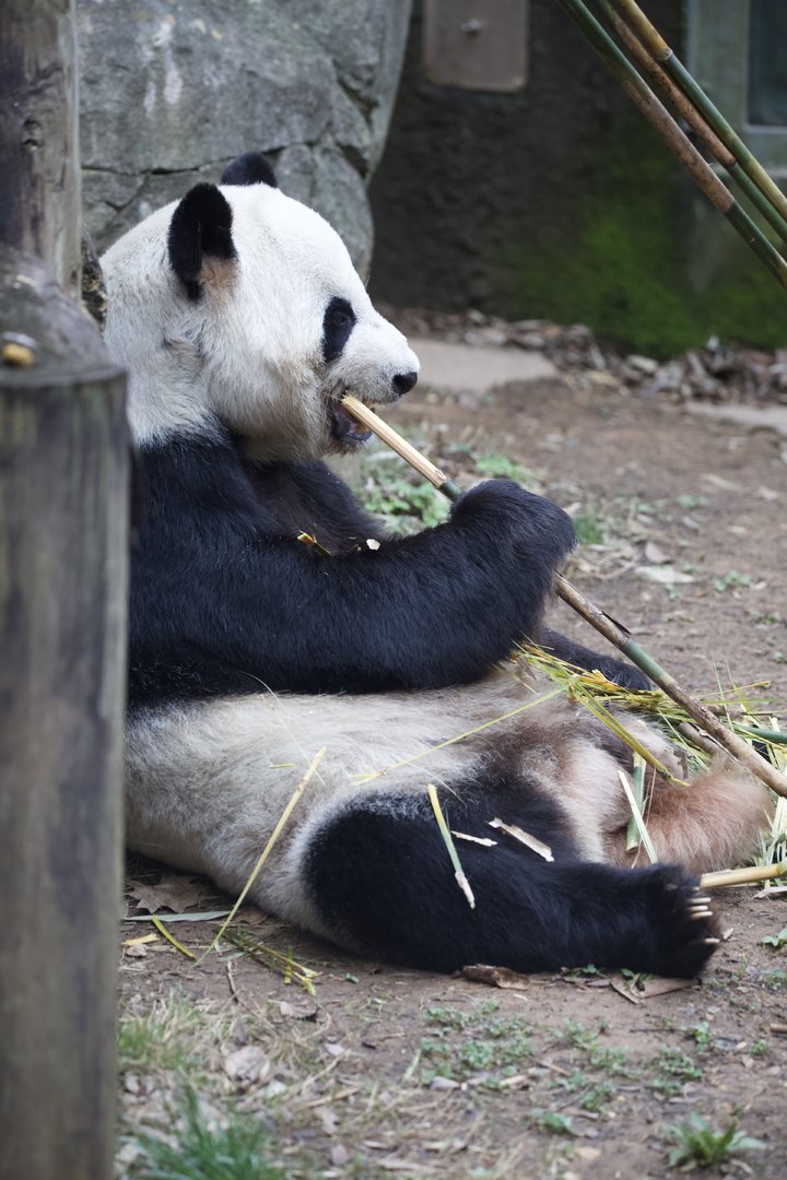 Giant Panda/ Ailuropoda melanoleuca Yangyang?