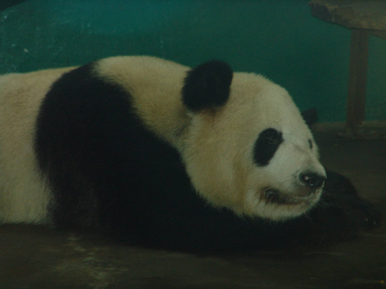 Giant Panda (Ailuropoda melanoleuca)