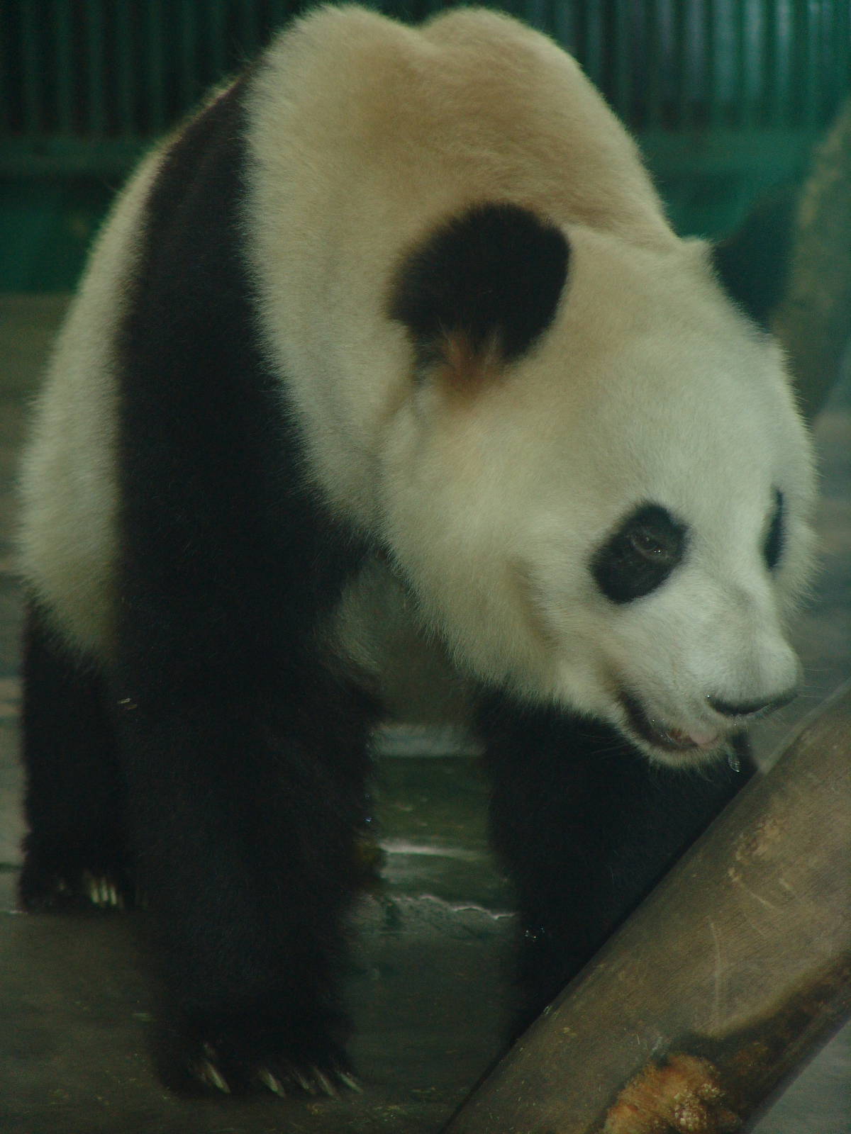 Giant Panda (Ailuropoda melanoleuca)