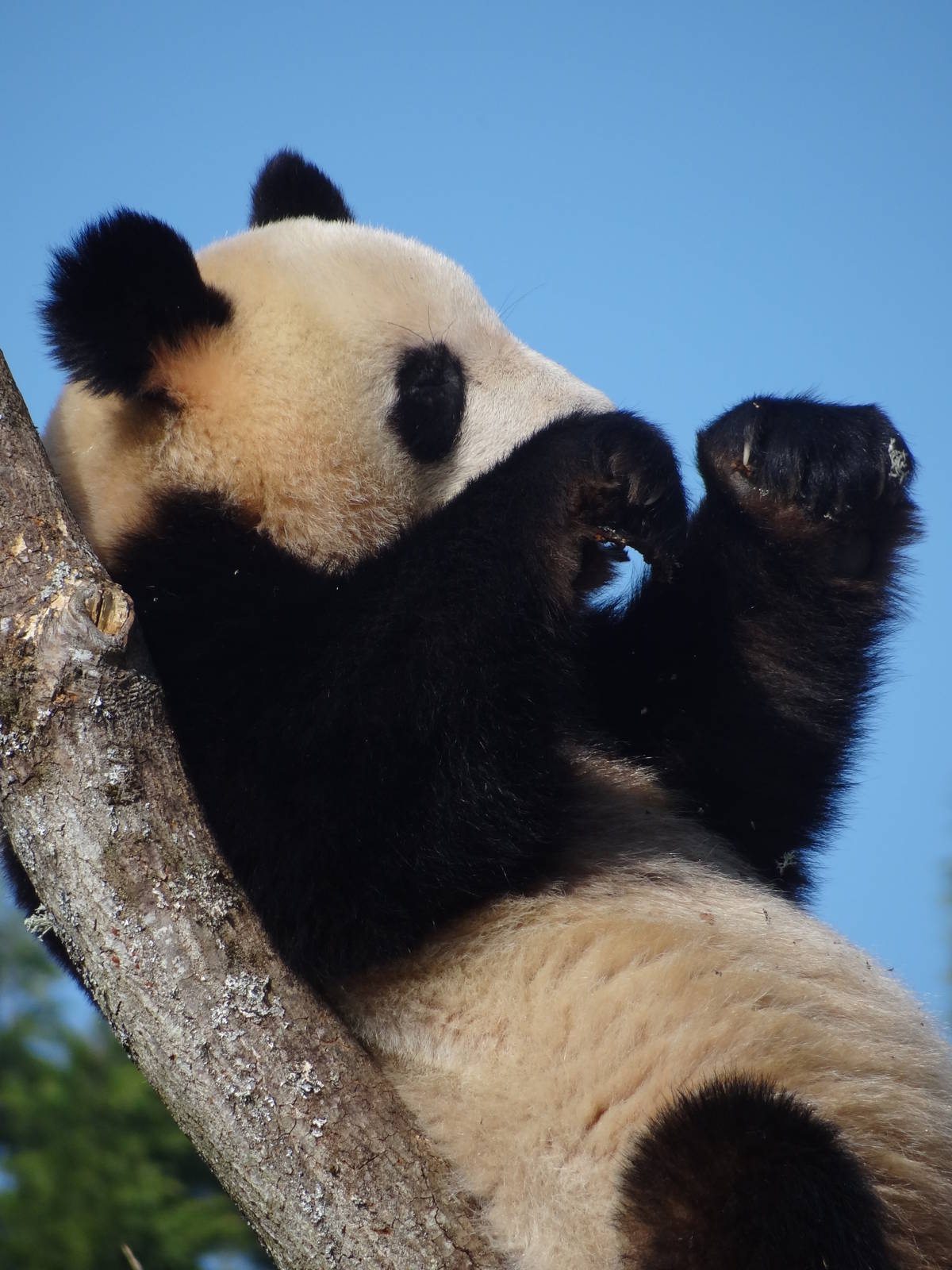 Giant panda (Ailuropoda melanoleuca)