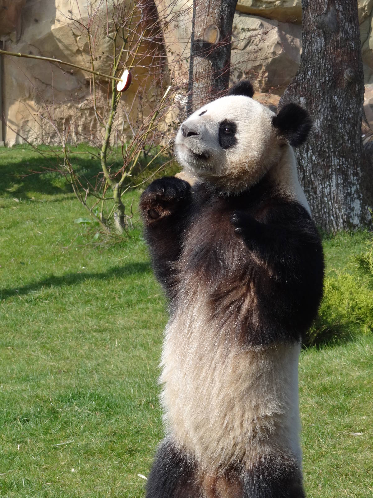 Giant panda (Ailuropoda melanoleuca)