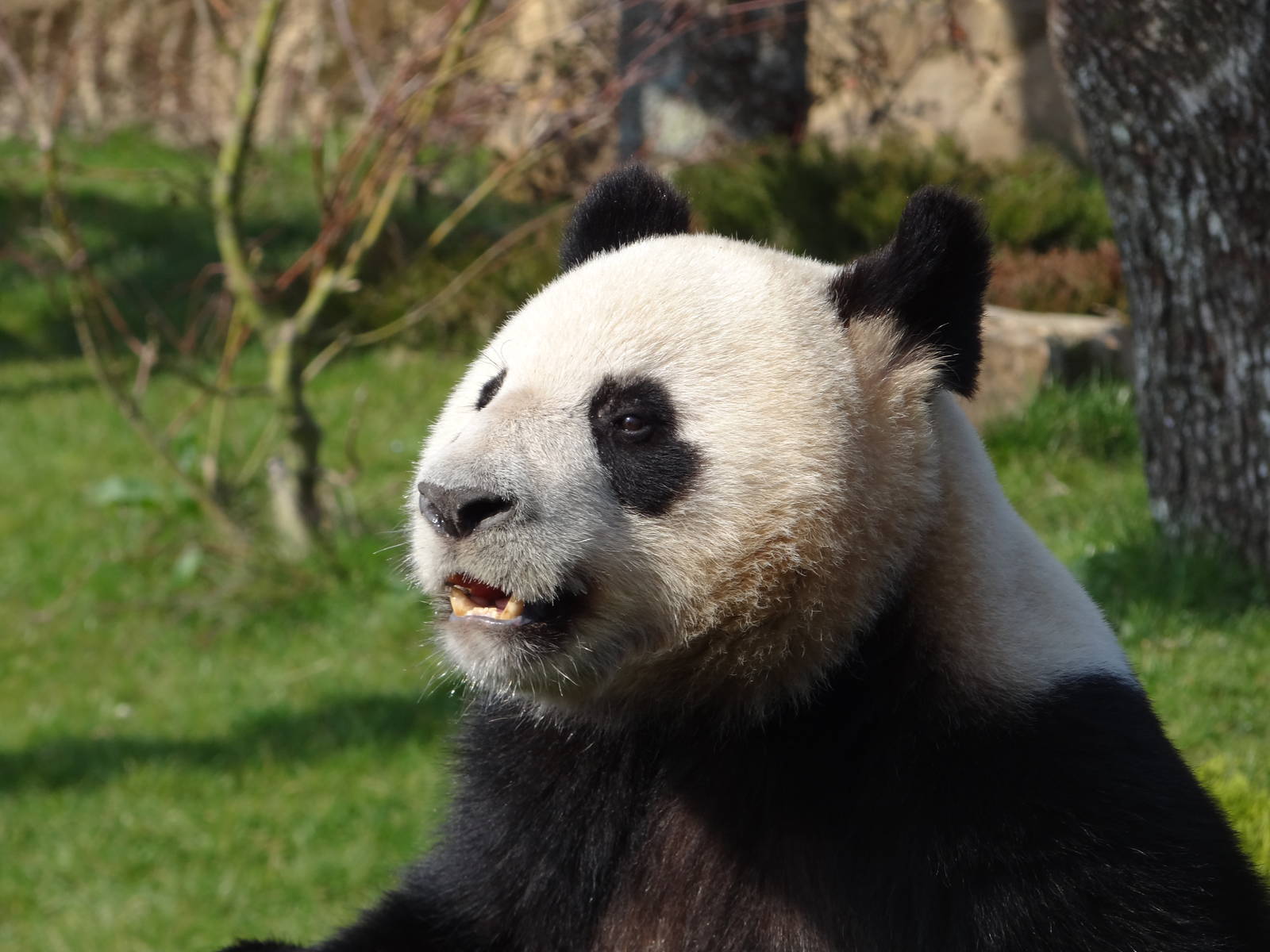 Giant panda (Ailuropoda melanoleuca)