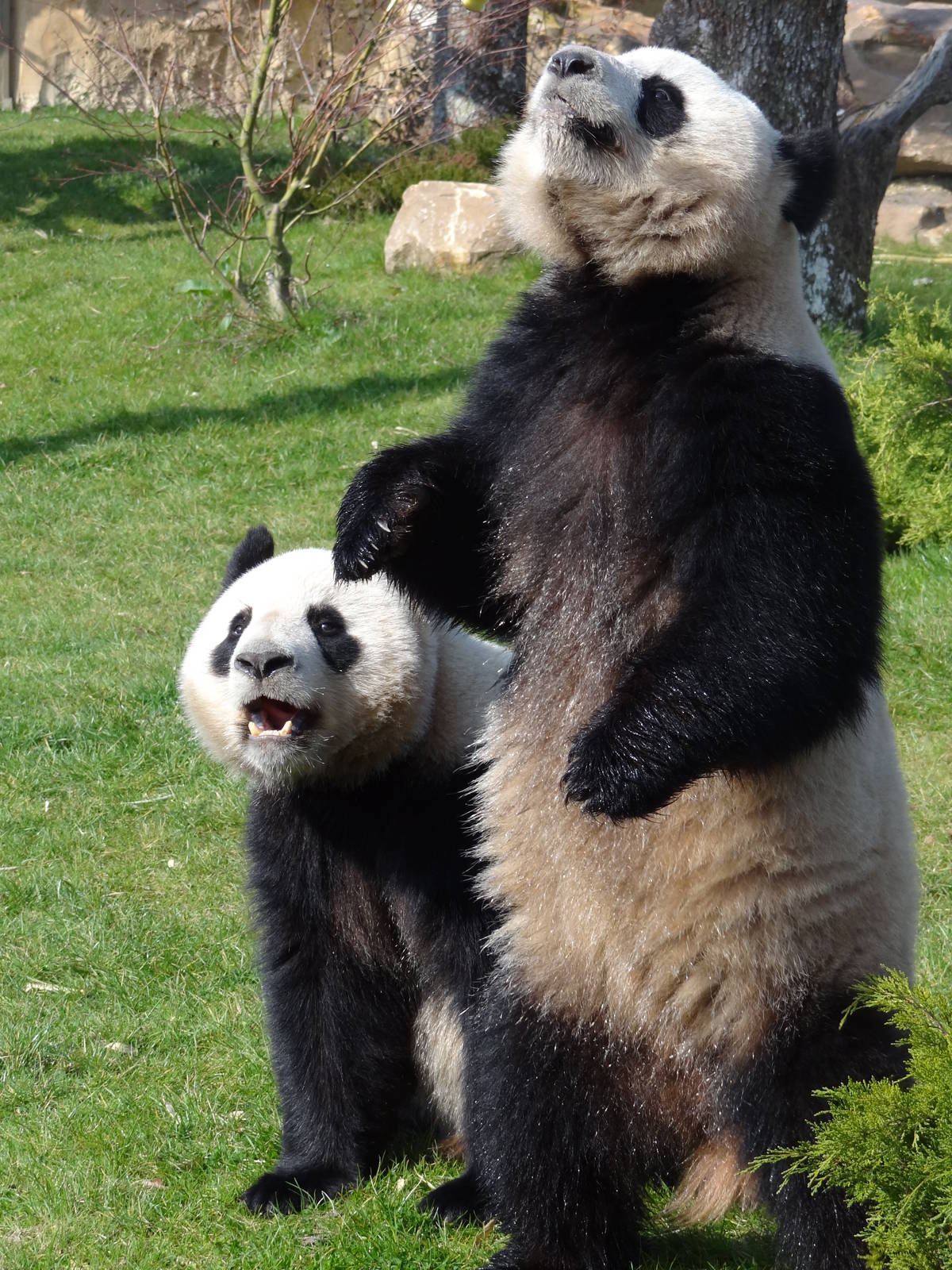 Giant panda (Ailuropoda melanoleuca)