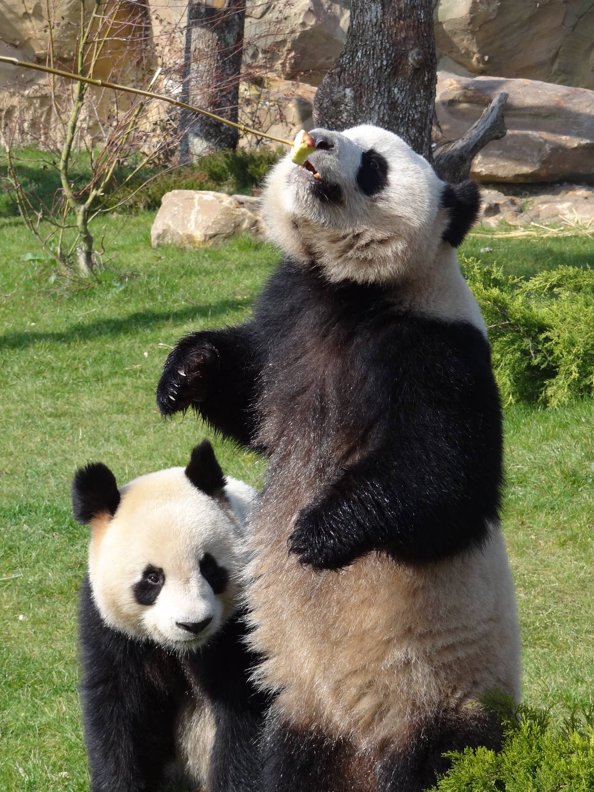 Giant panda (Ailuropoda melanoleuca)