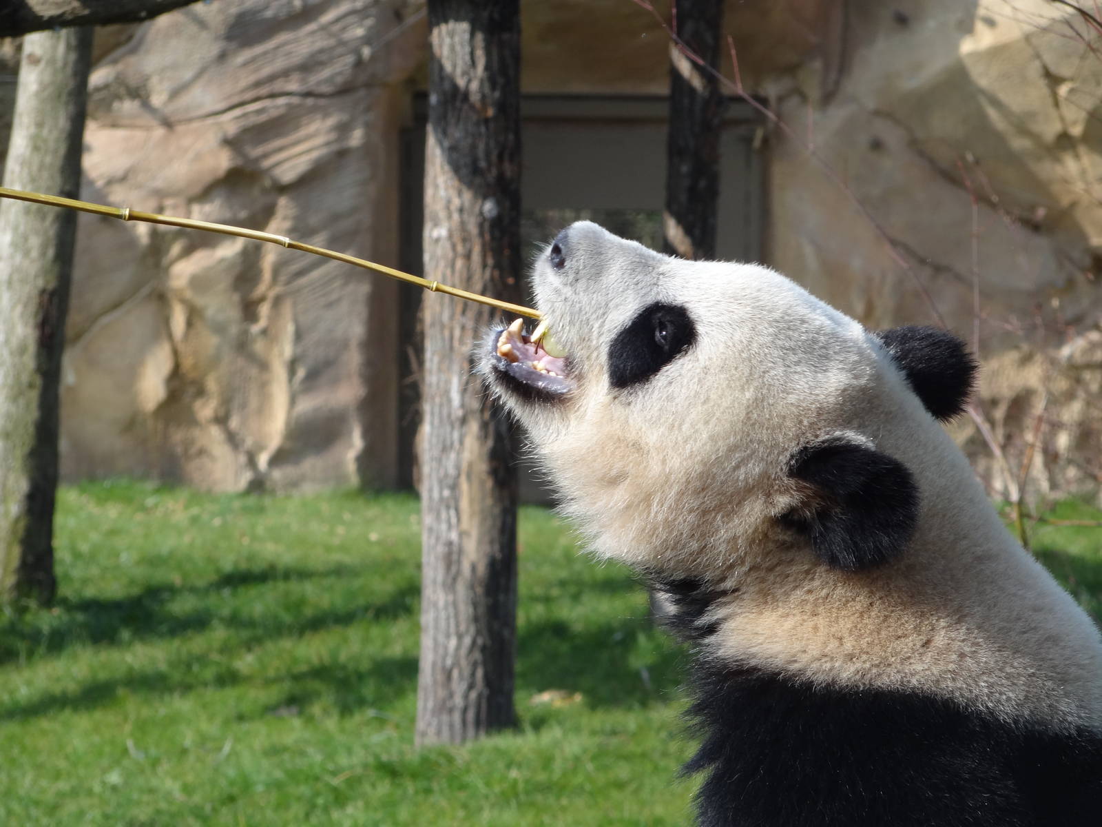 Giant panda (Ailuropoda melanoleuca)