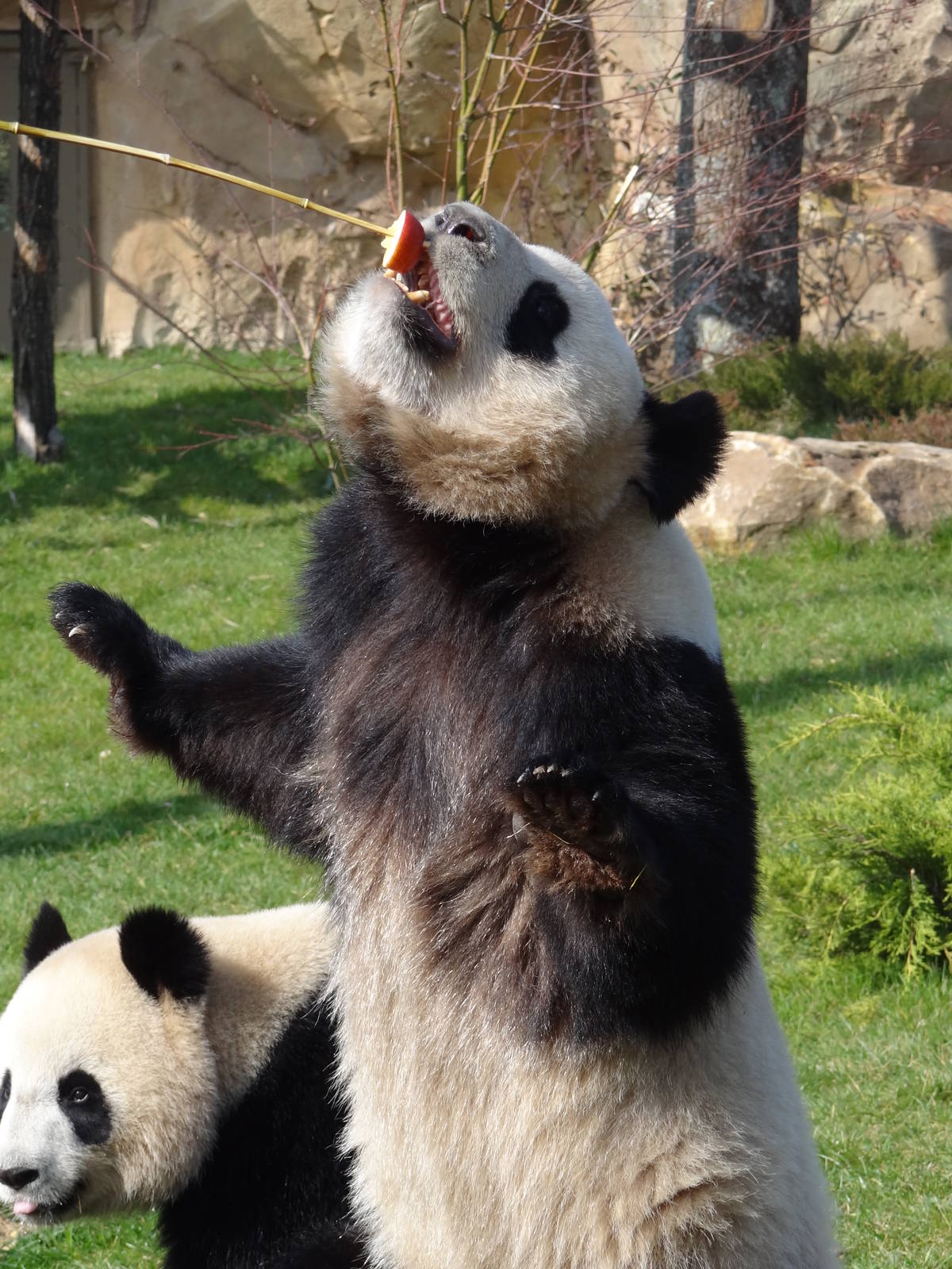Giant panda (Ailuropoda melanoleuca)