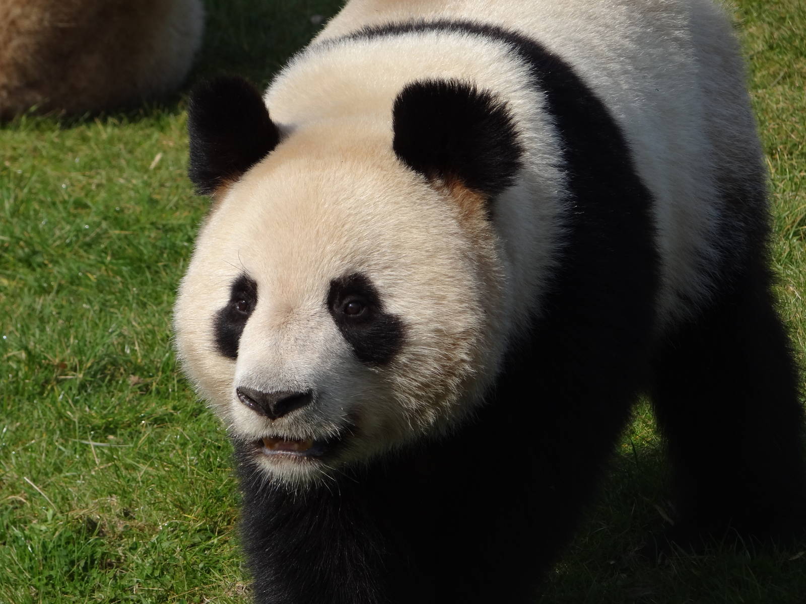 Giant panda (Ailuropoda melanoleuca)