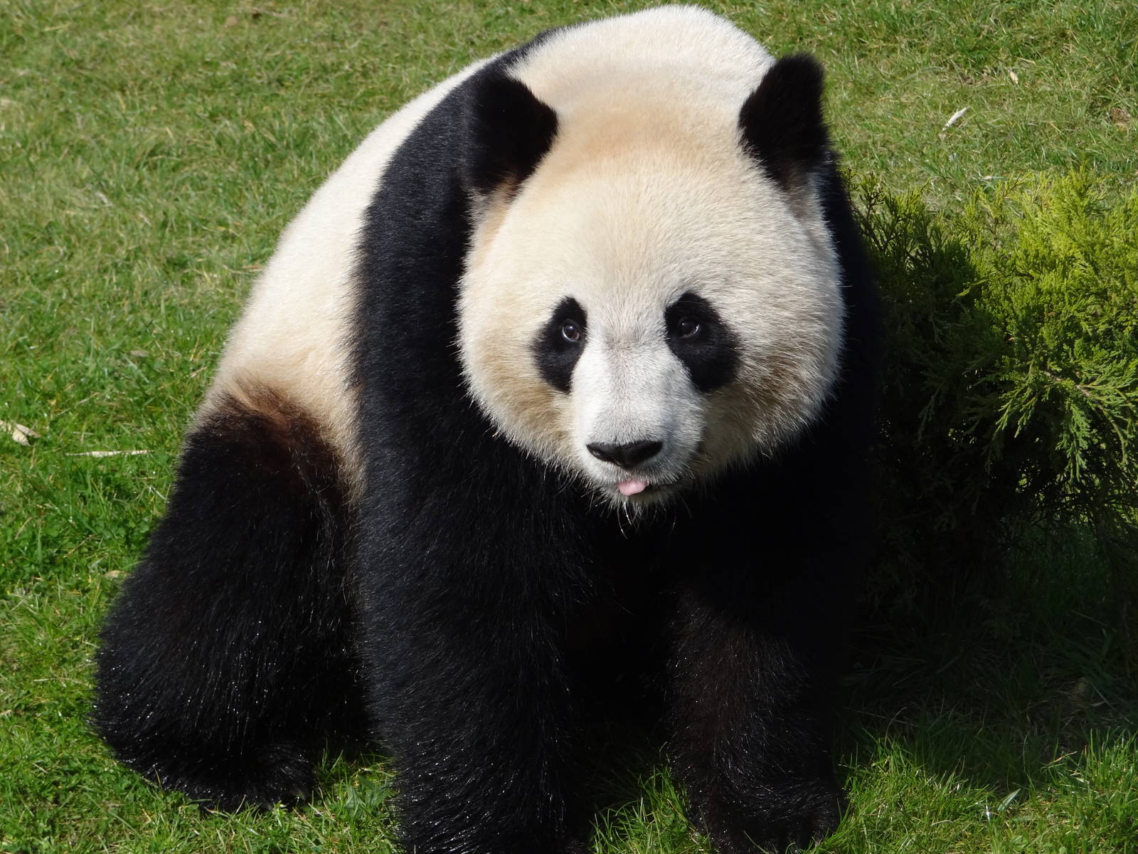 Giant panda (Ailuropoda melanoleuca)