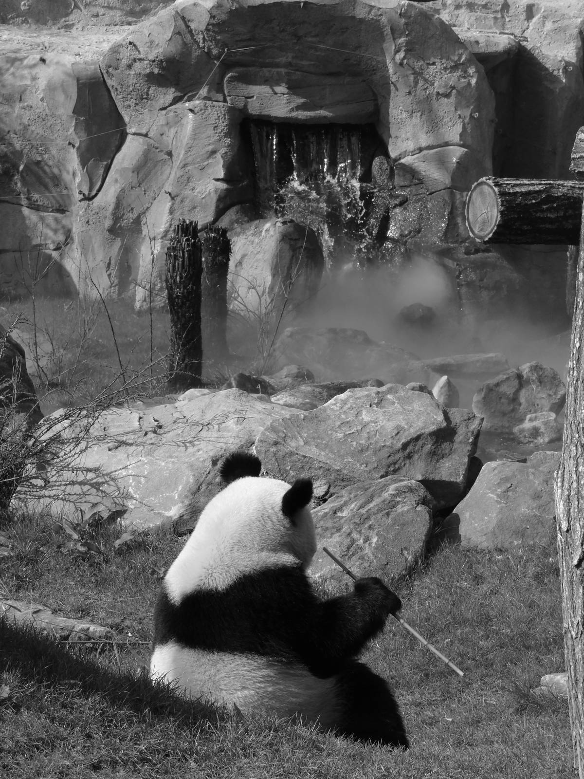 Giant panda (Ailuropoda melanoleuca)