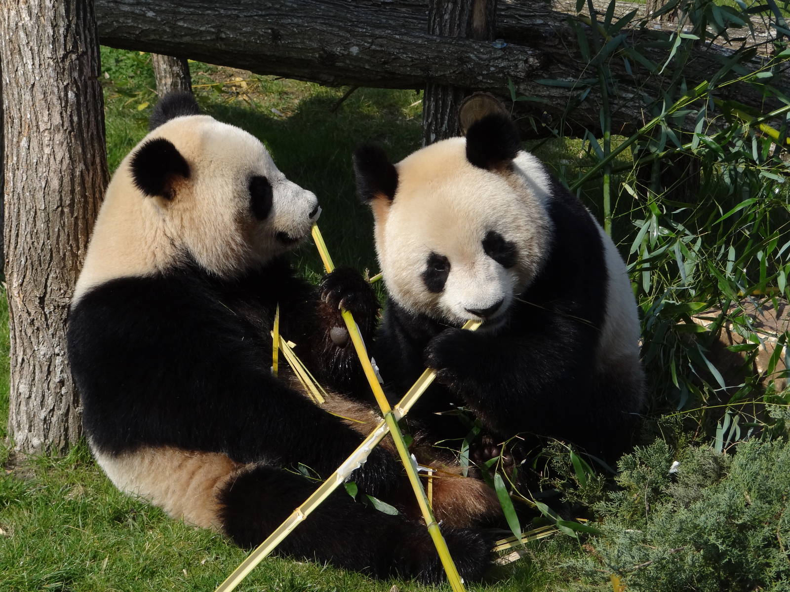 Giant panda (Ailuropoda melanoleuca)